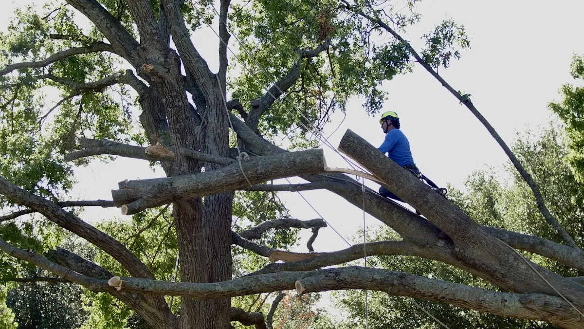 Professional Hazardous Tree Removal performed by certified arborists in Hessmer