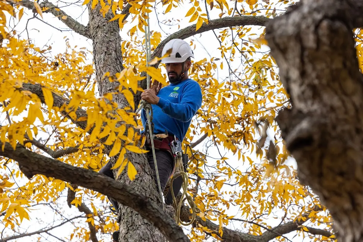 Skilled Tree Trimming crew working in Hessmer