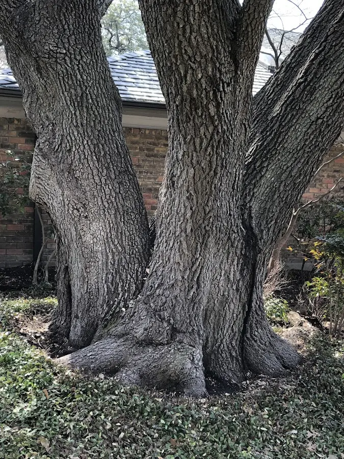 Mature heritage tree close to a Hessmer property cared for by certified arborists